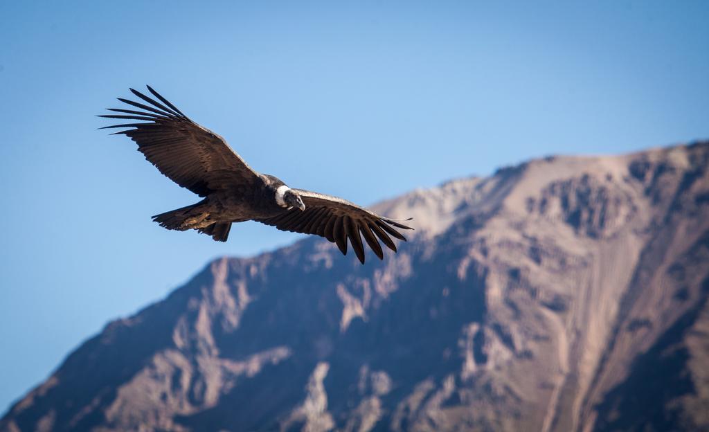 Eco Inn Colca Yanque Buitenkant foto