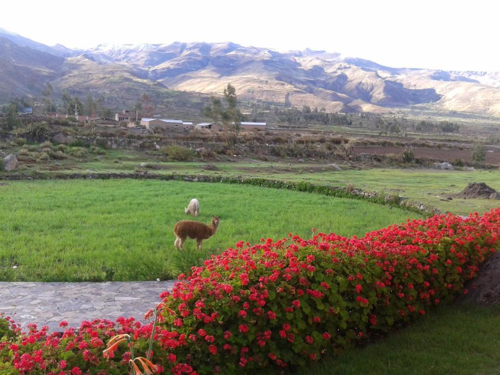 Eco Inn Colca Yanque Buitenkant foto