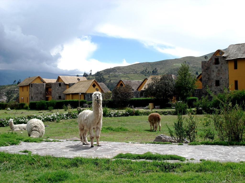 Eco Inn Colca Yanque Buitenkant foto